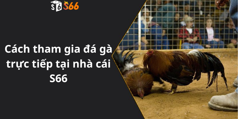 Cách tham gia đá gà trực tiếp tại nhà cái S66