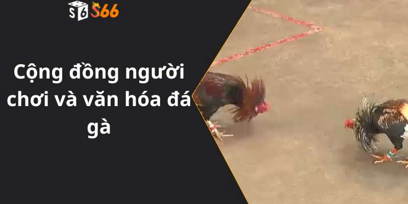 Cộng đồng người chơi và văn hóa đá gà