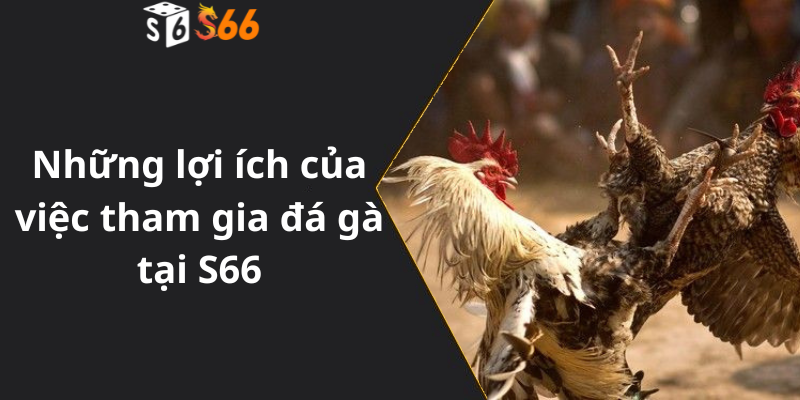 Những lợi ích của việc tham gia đá gà tại S66