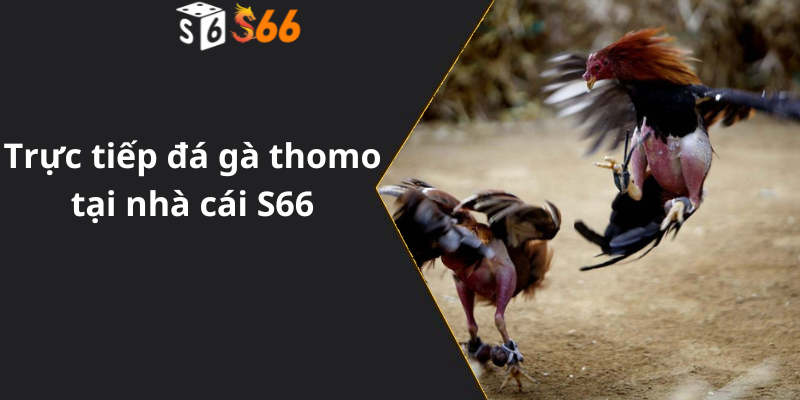 Trực tiếp đá gà thomo tại nhà cái S66