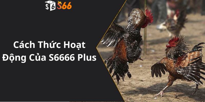 Cách Thức Hoạt Động Của S6666 Plus