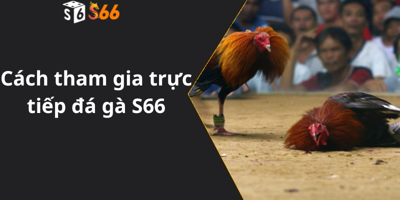 Cách tham gia trực tiếp đá gà S66