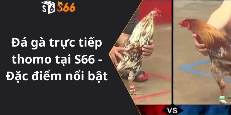 Đá gà trực tiếp thomo tại S66 - Đặc điểm nổi bật