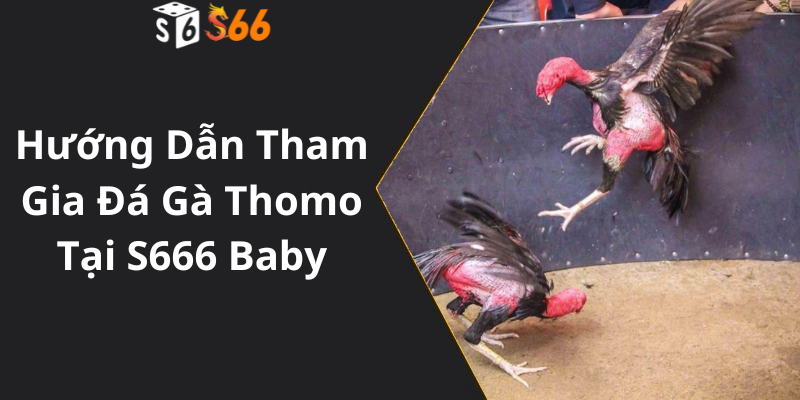 Hướng Dẫn Tham Gia Đá Gà Thomo Tại S666 Baby