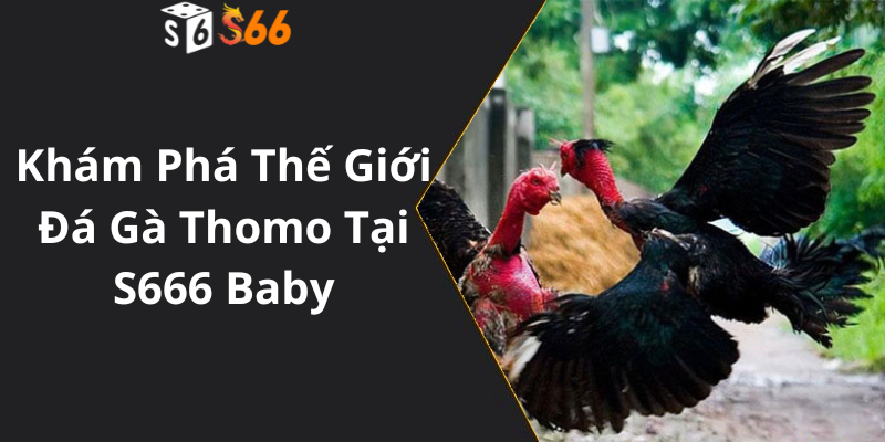 Khám Phá Thế Giới Đá Gà Thomo Tại S666 Baby