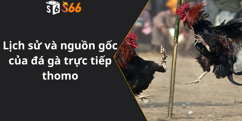 Lịch sử và nguồn gốc của đá gà trực tiếp thomo