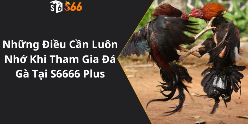 Những Điều Cần Luôn Nhớ Khi Tham Gia Đá Gà Tại S6666 Plus