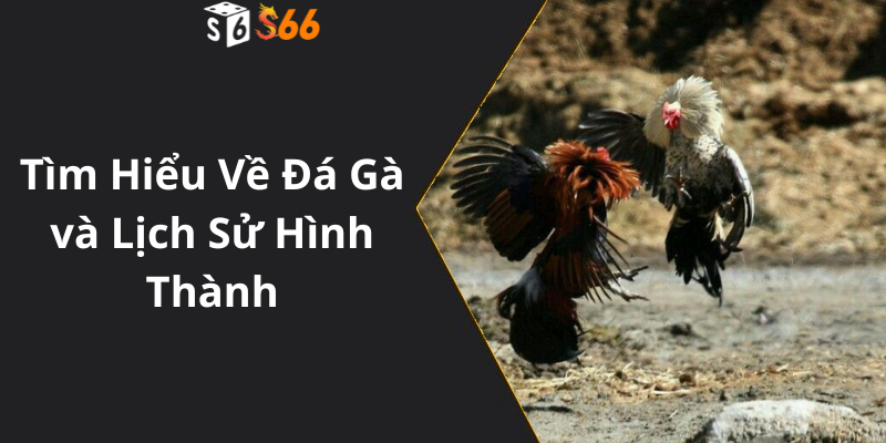 Tìm Hiểu Về Đá Gà và Lịch Sử Hình Thành