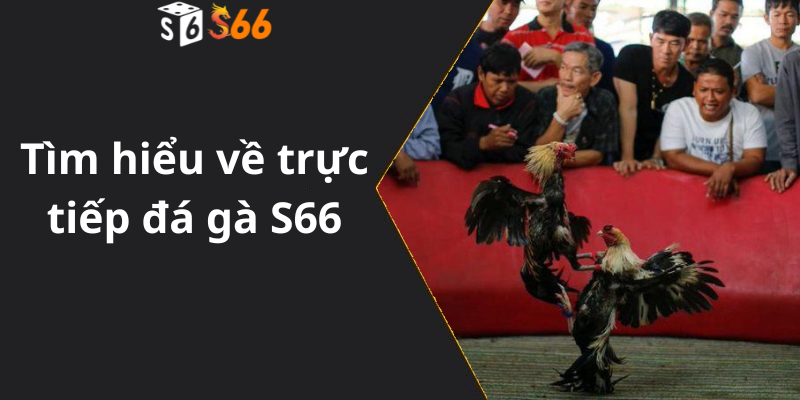 Tìm hiểu về trực tiếp đá gà S66