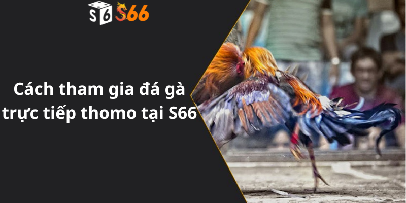 Cách tham gia đá gà trực tiếp thomo tại S66