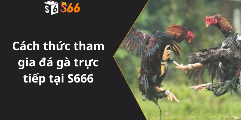 Cách thức tham gia đá gà trực tiếp tại S666