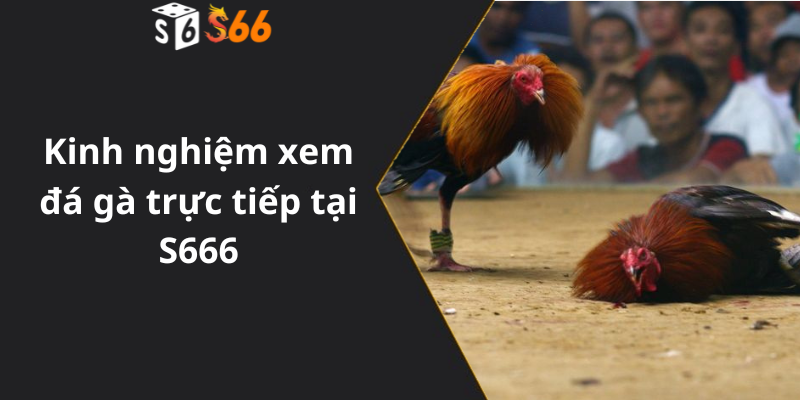 Kinh nghiệm xem đá gà trực tiếp tại S666