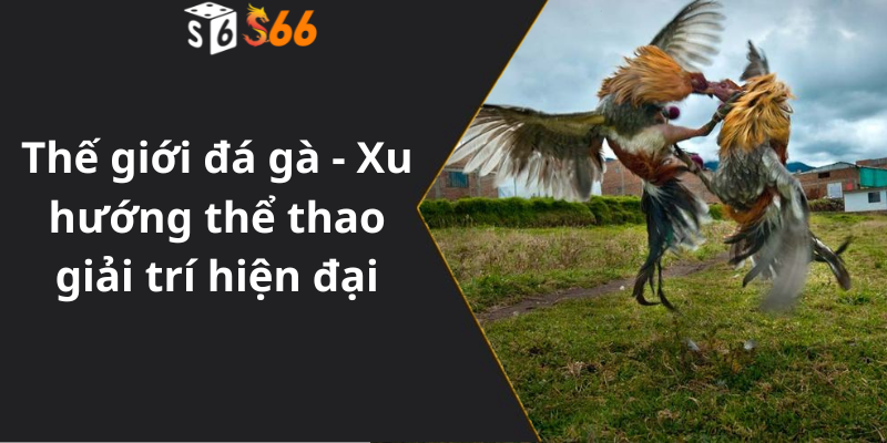 Thế giới đá gà - Xu hướng thể thao giải trí hiện đại