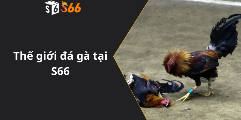 Thế giới đá gà tại S66